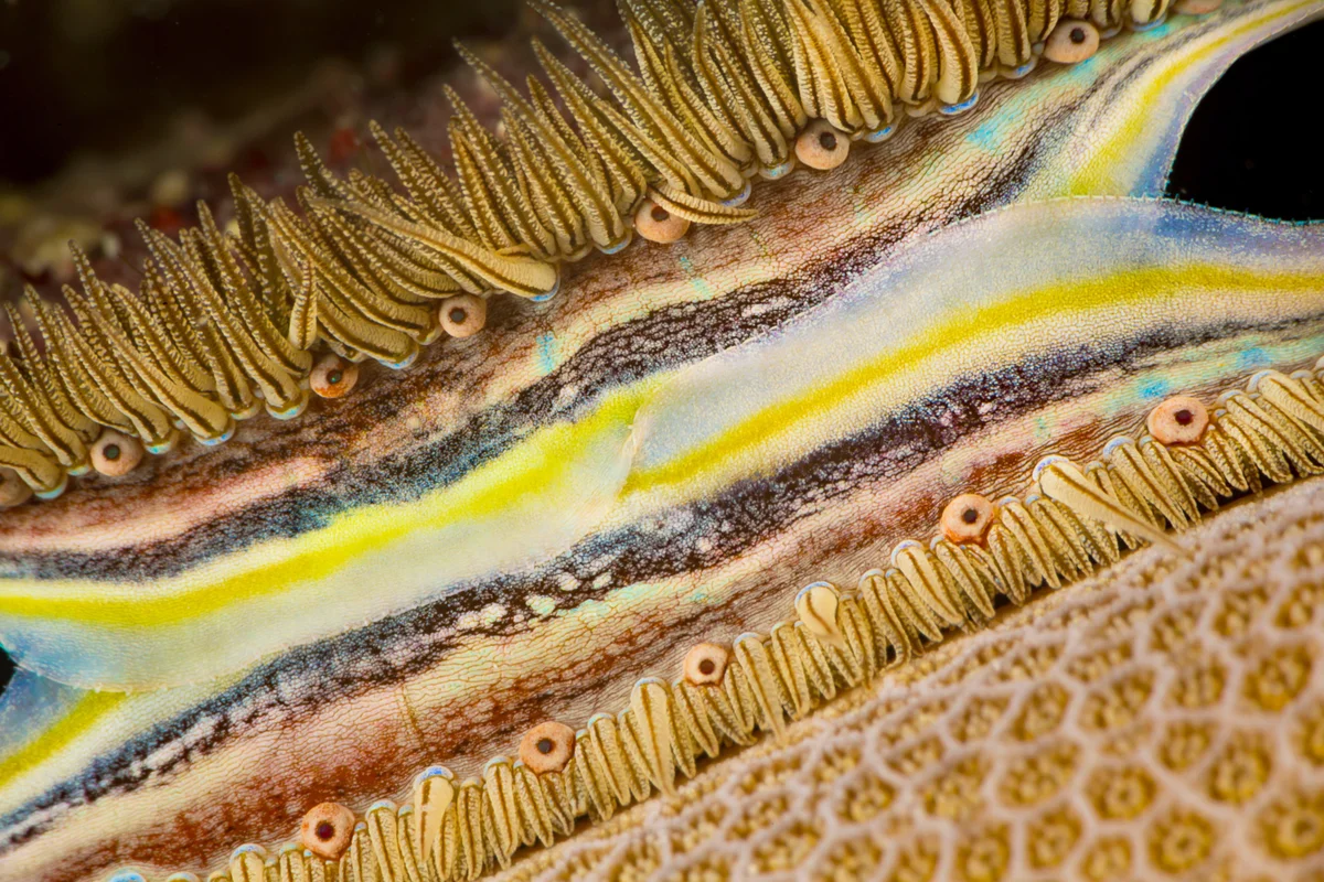 Coral boring scallop eye