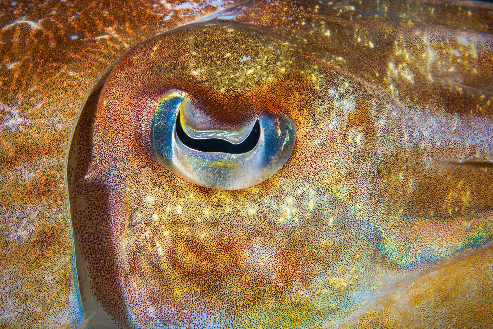 Guess The Animal Eyes Quiz Cuttlefish eye