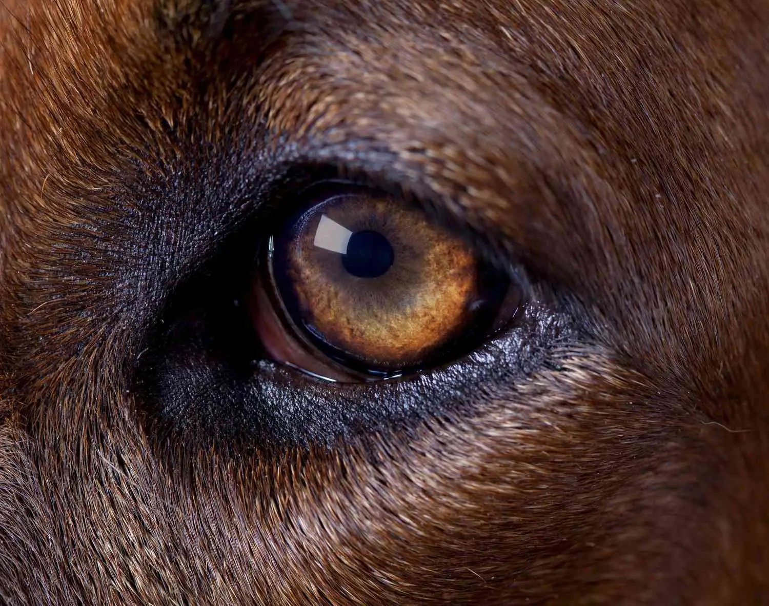 Guess The Animal Eyes Quiz Dog eye