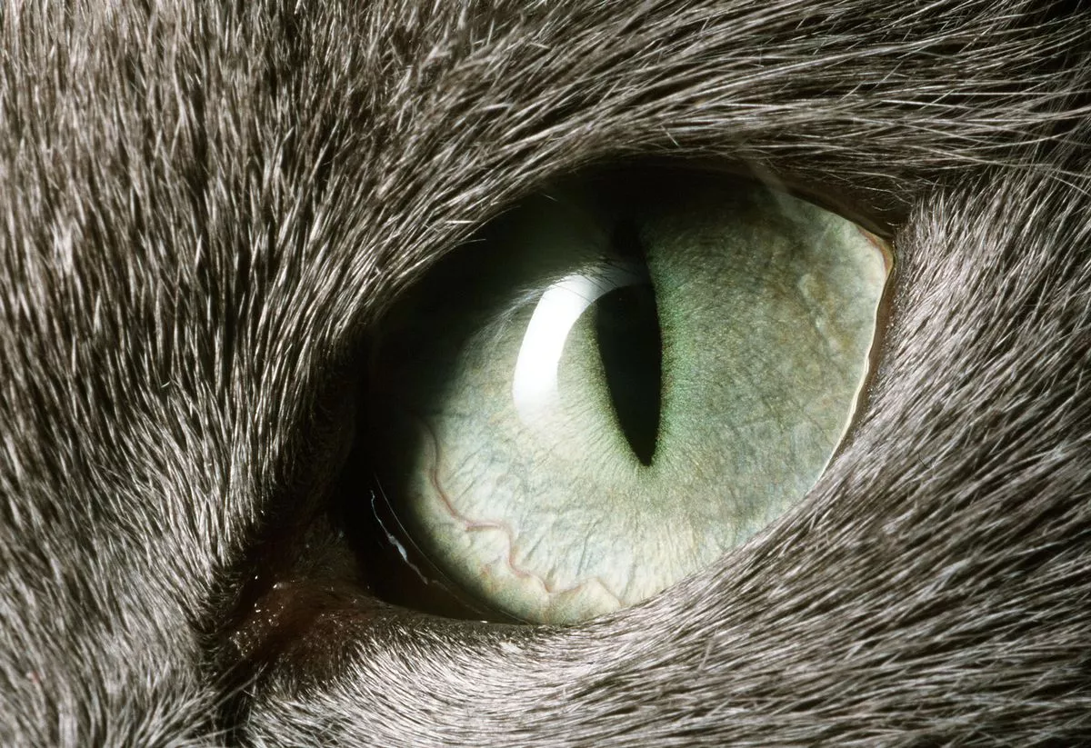 Domestic cat eye