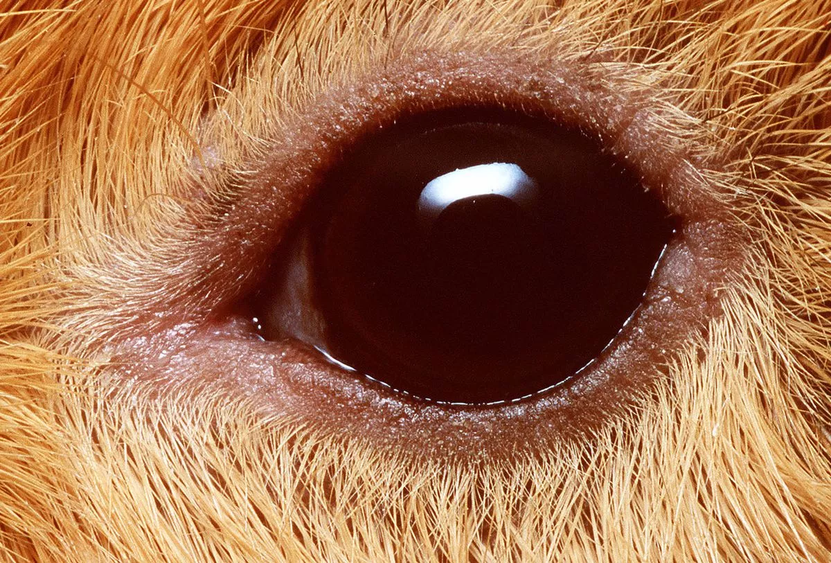 Guinea pig eye
