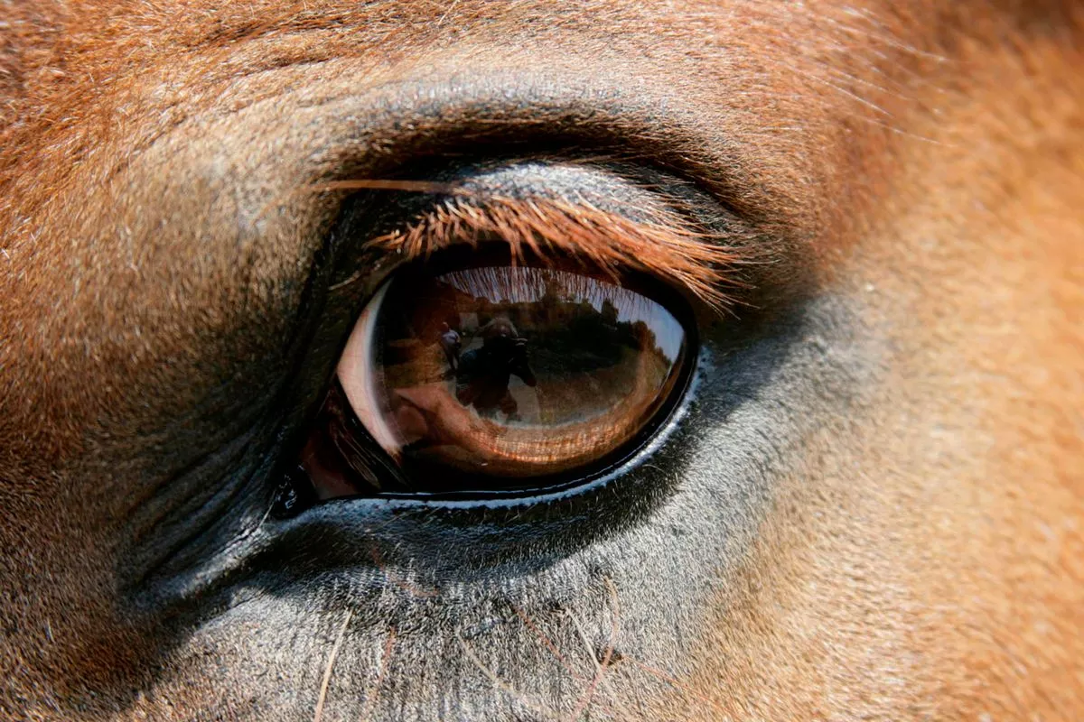 Guess The Animal Eyes Quiz Horse eye