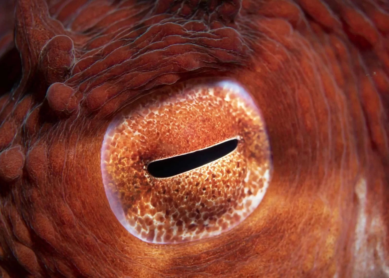 Guess The Animal Eyes Quiz Octopus eye