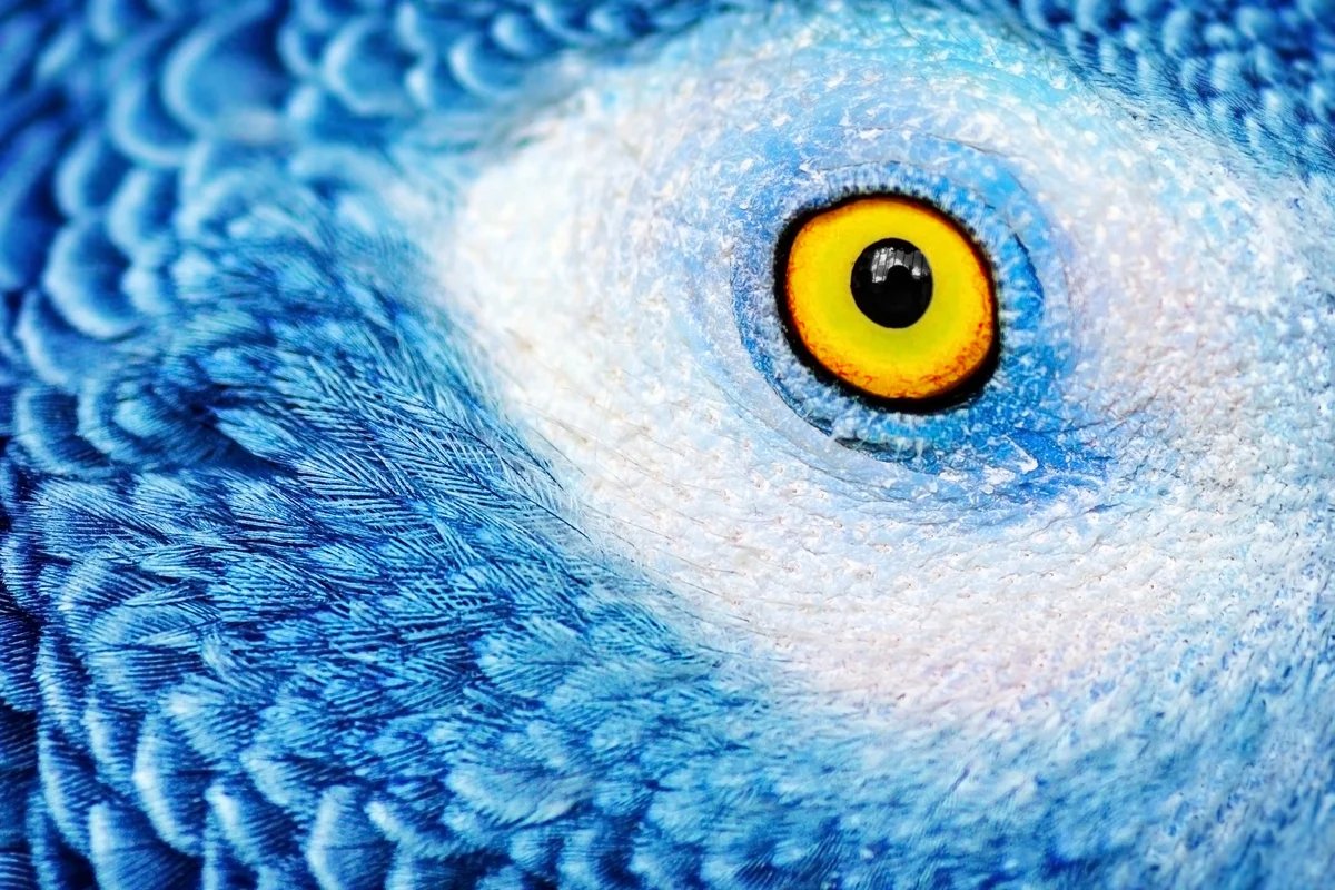 Guess The Animal Eyes Quiz Parrot eye