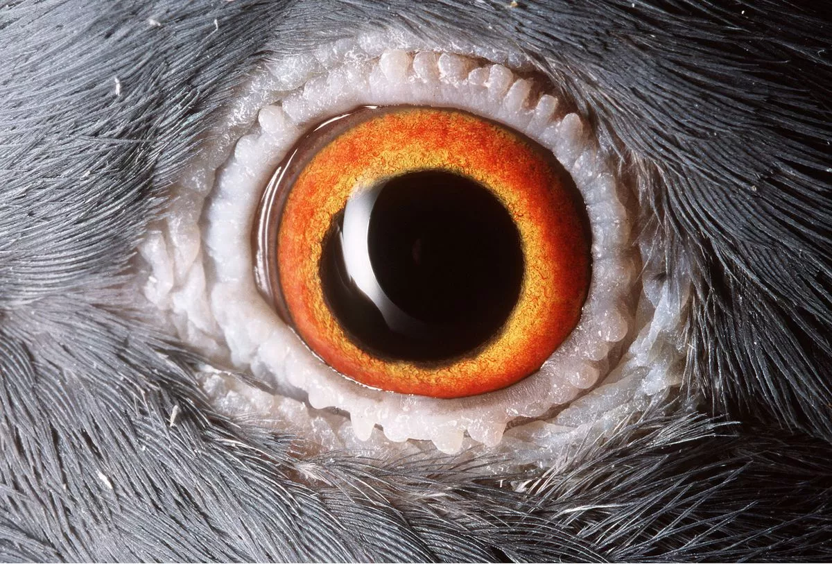 Guess The Animal Eyes Quiz Pigeon eye