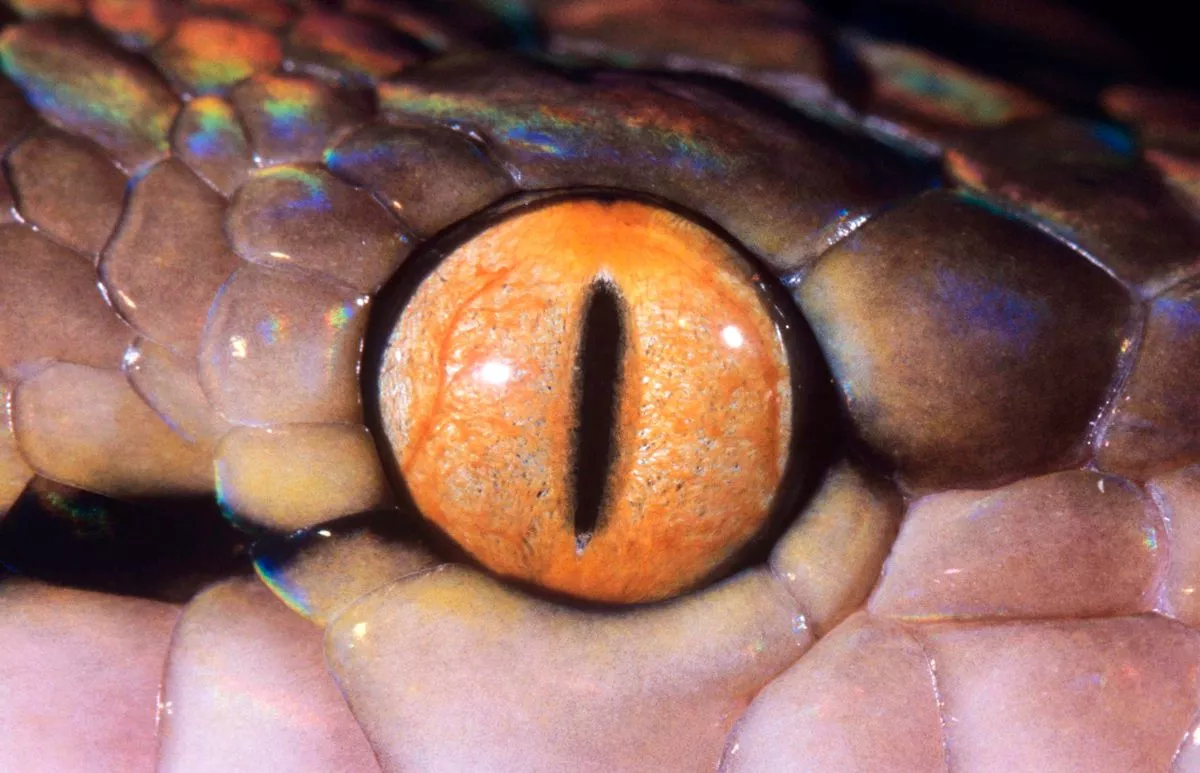 Guess The Animal Eyes Quiz Python eye