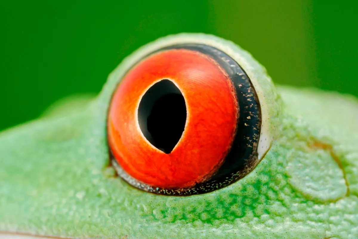 Red eyed tree frog eye