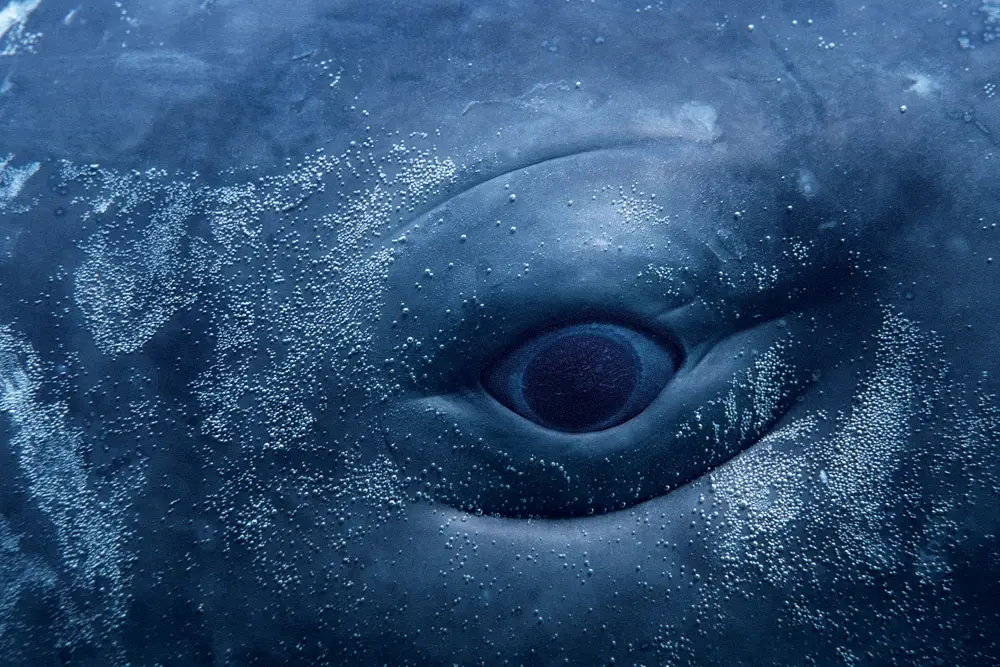 Sperm whale eye