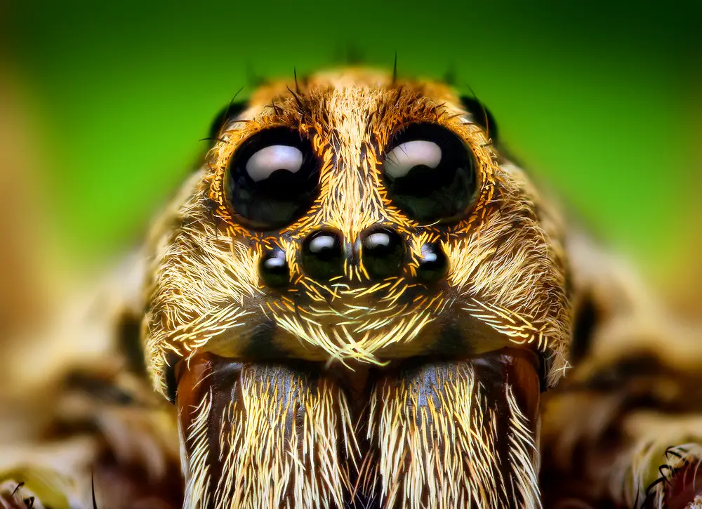 Guess The Animal Eyes Quiz Spider eye
