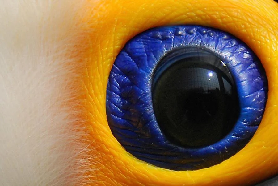 Guess The Animal Eyes Quiz Toucan eye