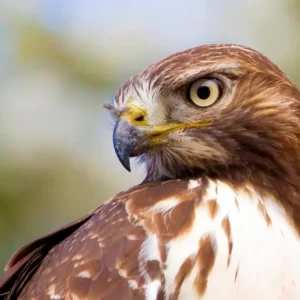 Pick Animals & Find Out Your True Season Quiz Hawk