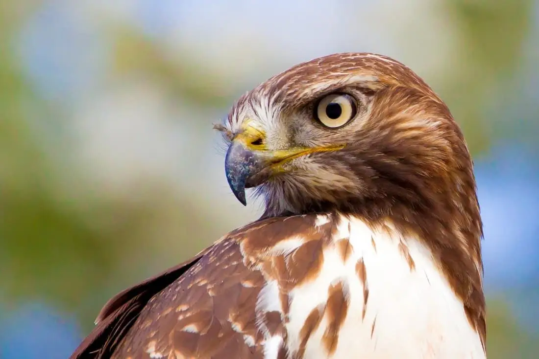 You got 18 out of 19! Can You Identify These Animals by a Close-up of Their Eyes? 👁️