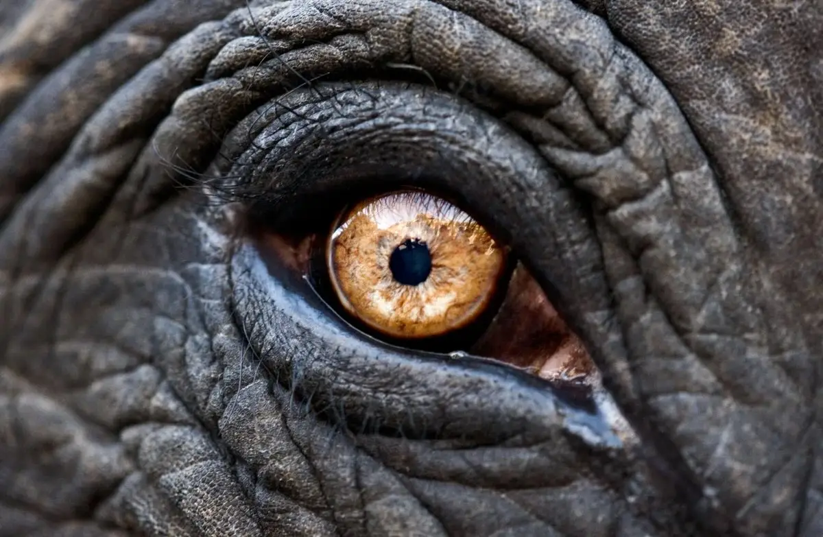 Guess The Animal Eyes Quiz Elephant eye