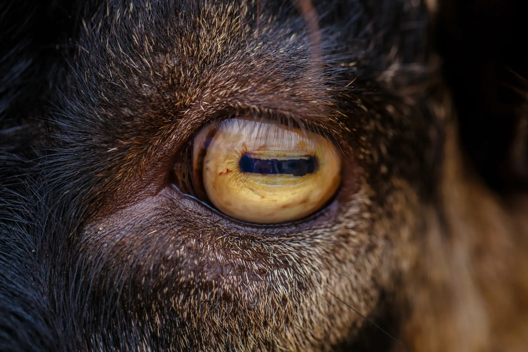 Guess The Animal Eyes Quiz Goat eye