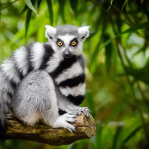 Which SpongeBob SquarePants Character Are You? Quiz Exotic animal