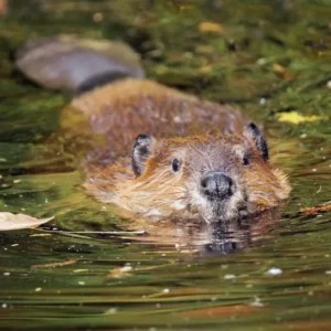 World Animal Day Quiz Beaver