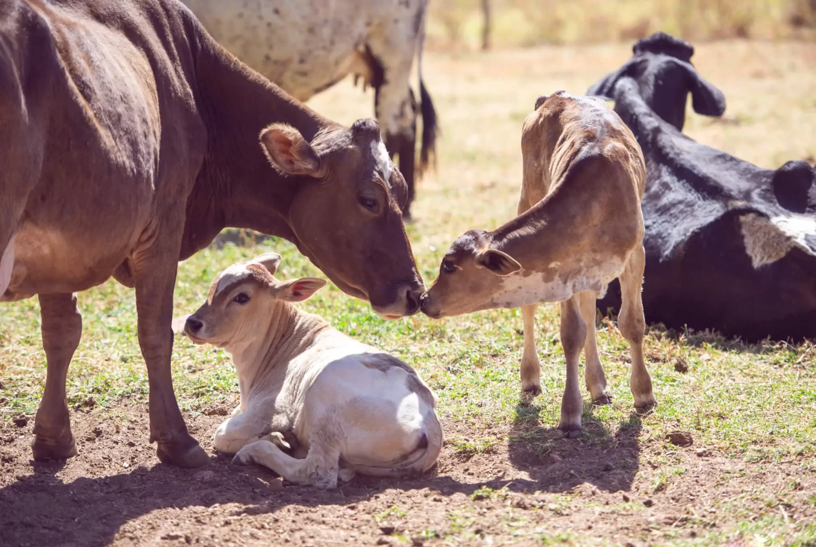 Spring Idioms Quiz Farm Animals cows