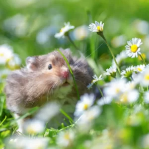 Are You A Pizza, A Burger, Sushi, Or A Salad? Quiz Hamster