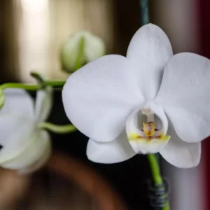 Are You A Desert, Forest, Mountain, Or Ocean? Quiz Orchid