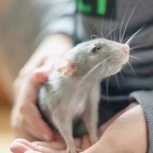 Which Spooky Family Do You Belong In? Quiz Rat