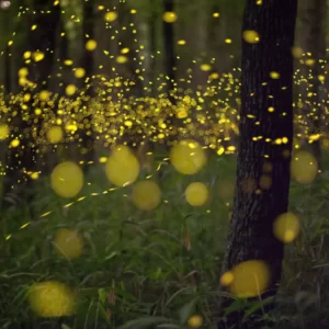 Plan Your Fall Bucket List & I'll Guess Life Era Quiz Take a nighttime nature walk