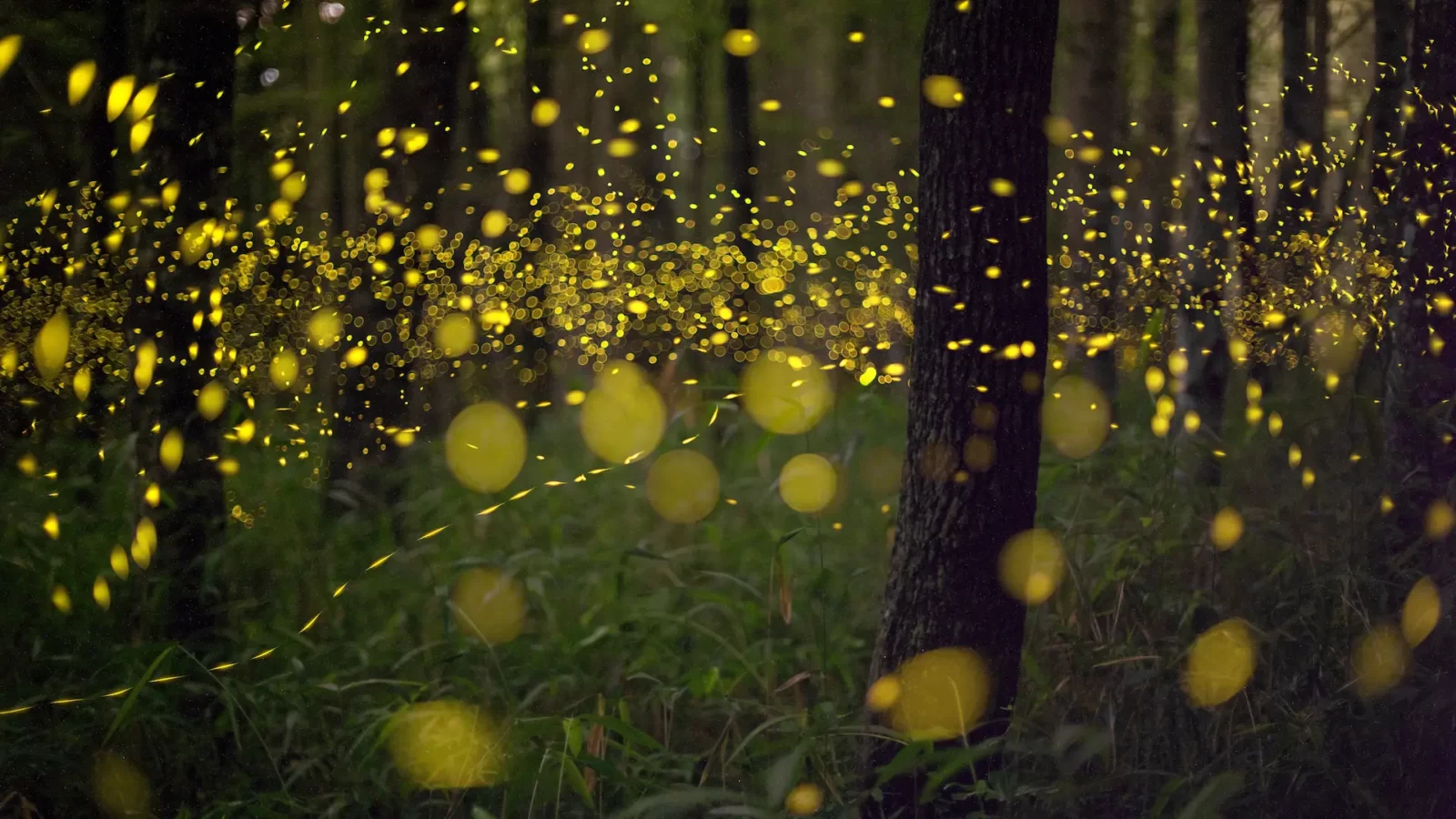 Lightning Or Thunder Quiz Fireflies