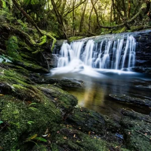World Environment Day Quiz Valdivian Temperate Rainforest