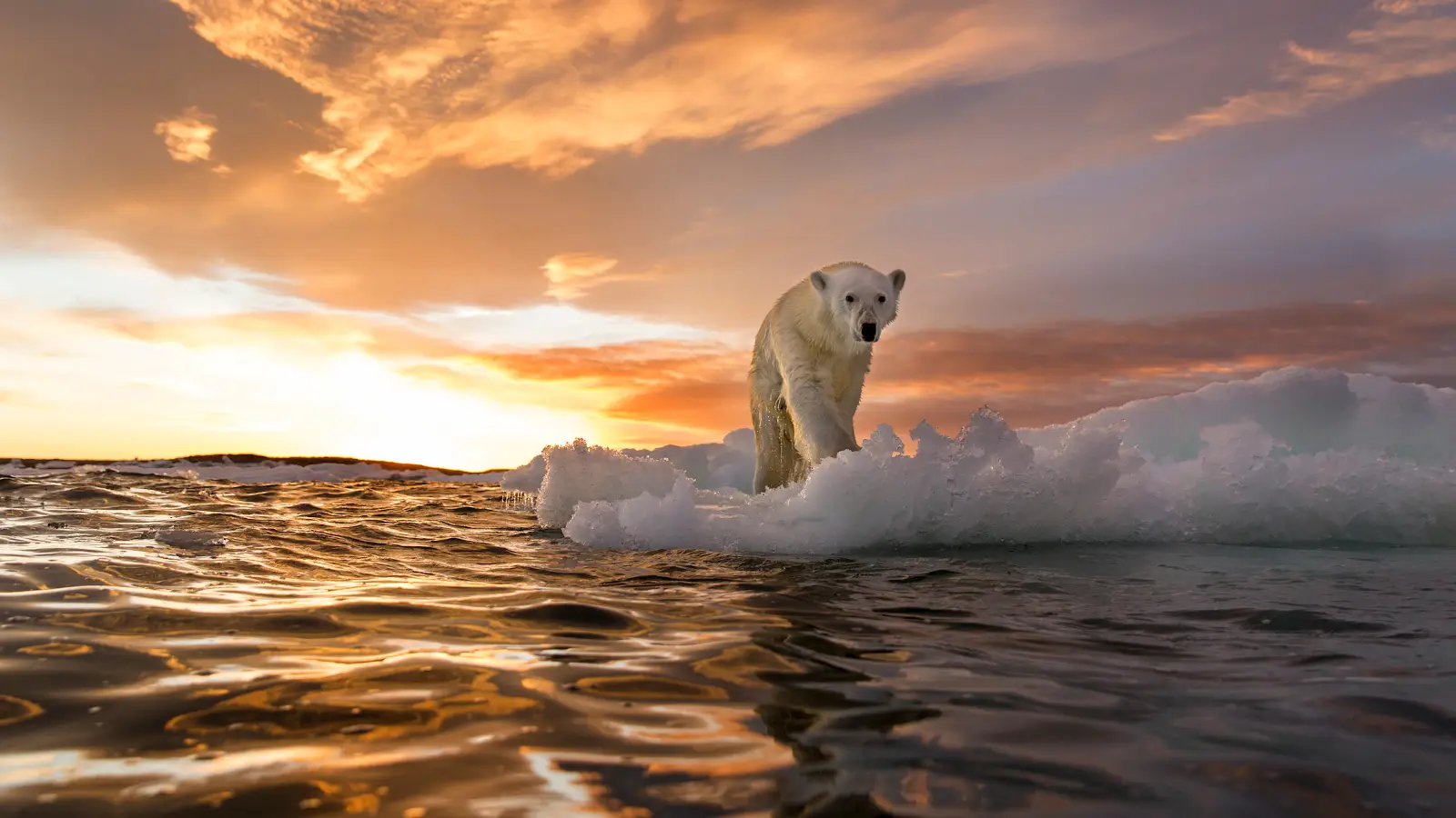 Global warming climate change polar bear