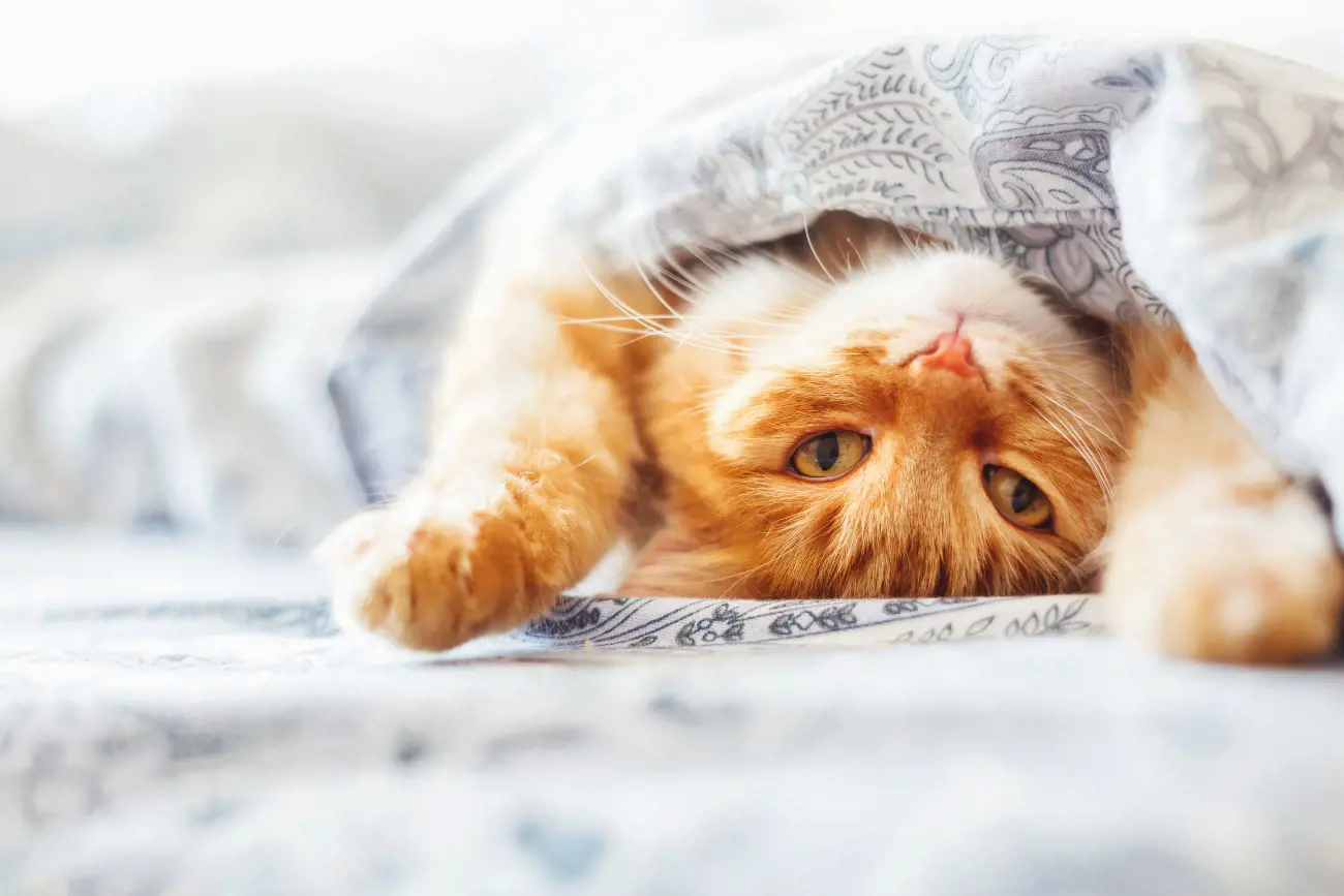 Ginger cat waking up