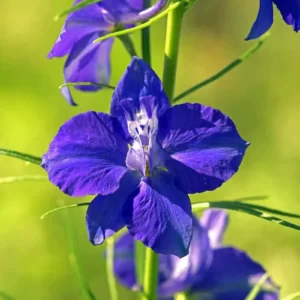 July Trivia Quiz Larkspur