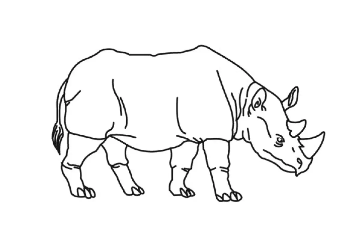 Rhinoceros drawing