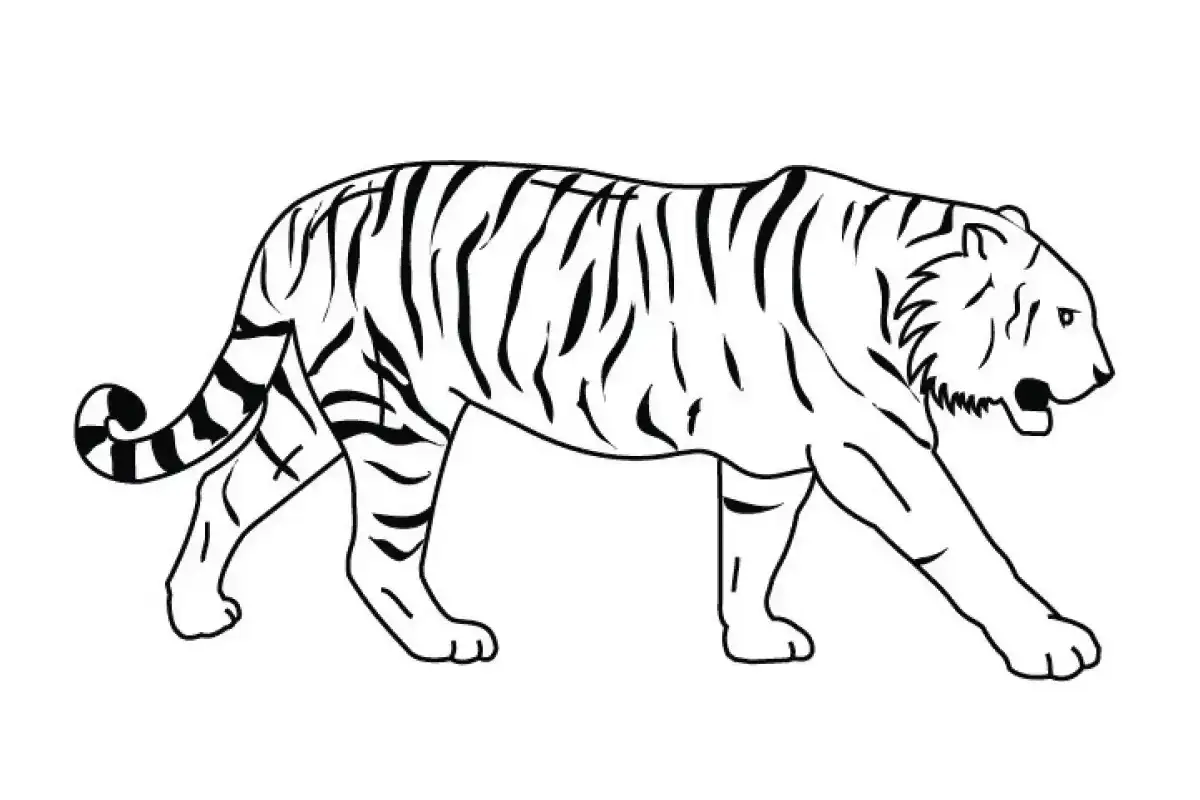 Cognitive Test Tiger drawing