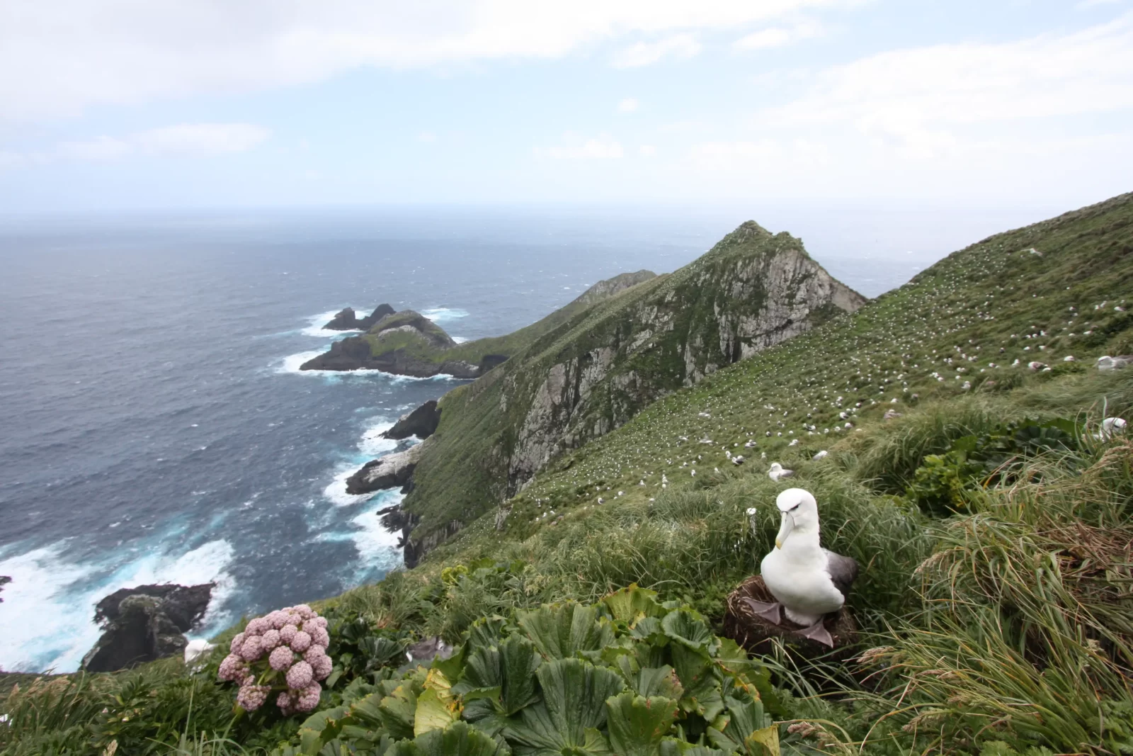 Disappointment Island, New Zealand