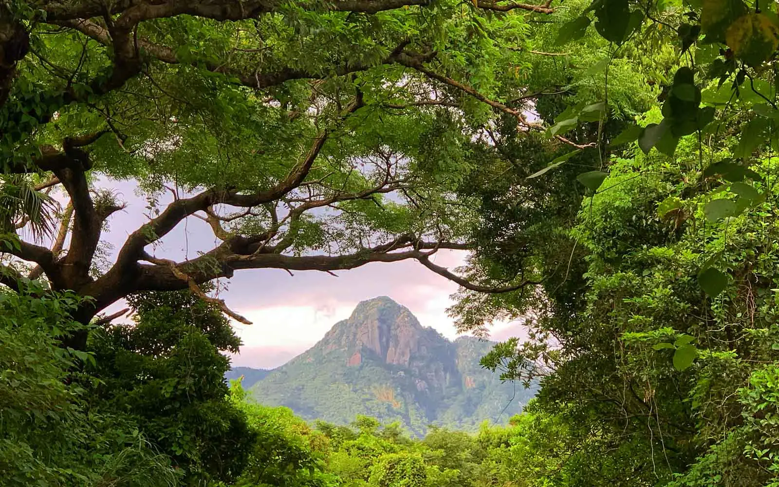 Yakushima, Japan