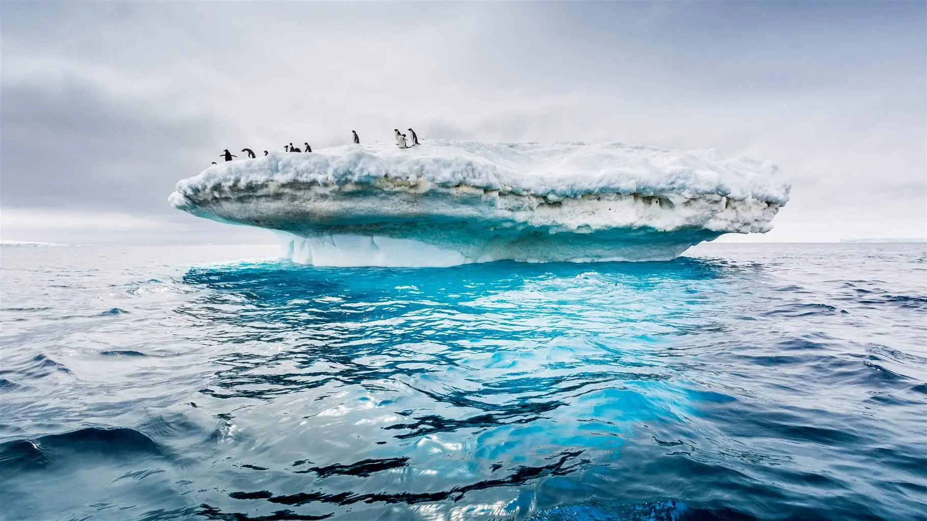 Are These Things In Antarctica Or Not? Quiz Southern Ocean, Antarctica