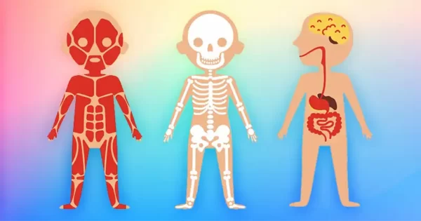 Is It Muscle, Bone, Or Organ? 50 Expert-Level Questions Quiz