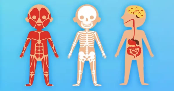 Is It A Muscle, Bone Or Organ? Quiz