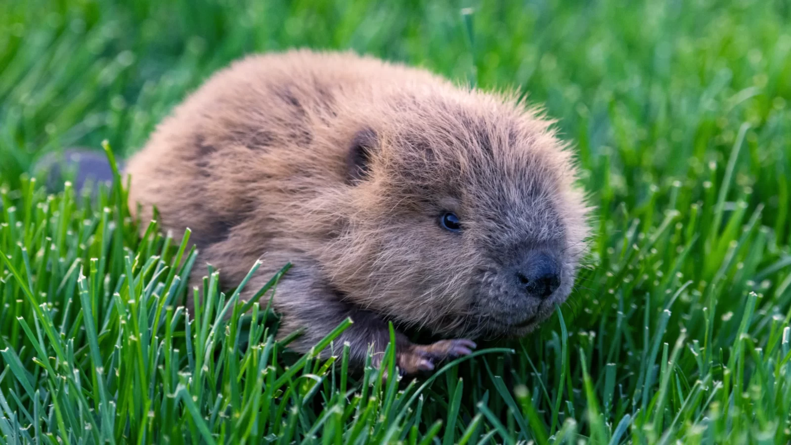 Baby beaver