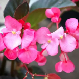 22 Mixed Bag Trivia Questions - How Many Do You Know? Quiz Begonia