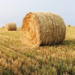 Autumn Idioms Quiz To harvest hay