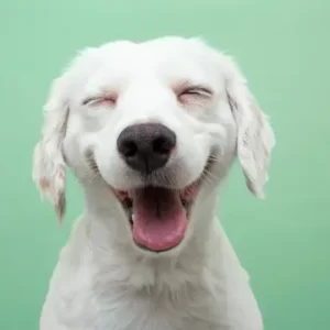 Cat Or Dog Breed Quiz Dog