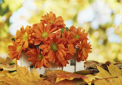 Autumn flowers