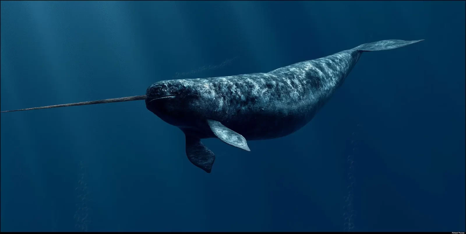 What Type Of Dolphin Are You? Quiz Narwhal