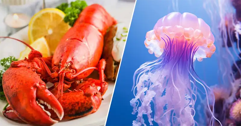 This Seafood Buffet Quiz Will Reveal What Sea Creature You Are