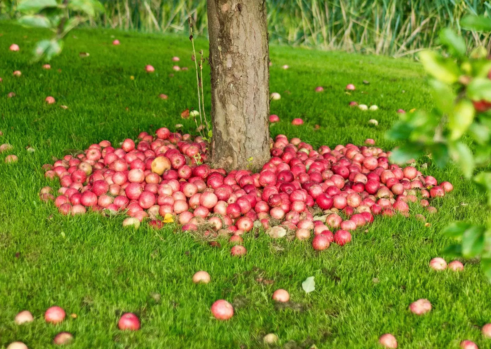 Autumn Idioms Quiz Apple tree