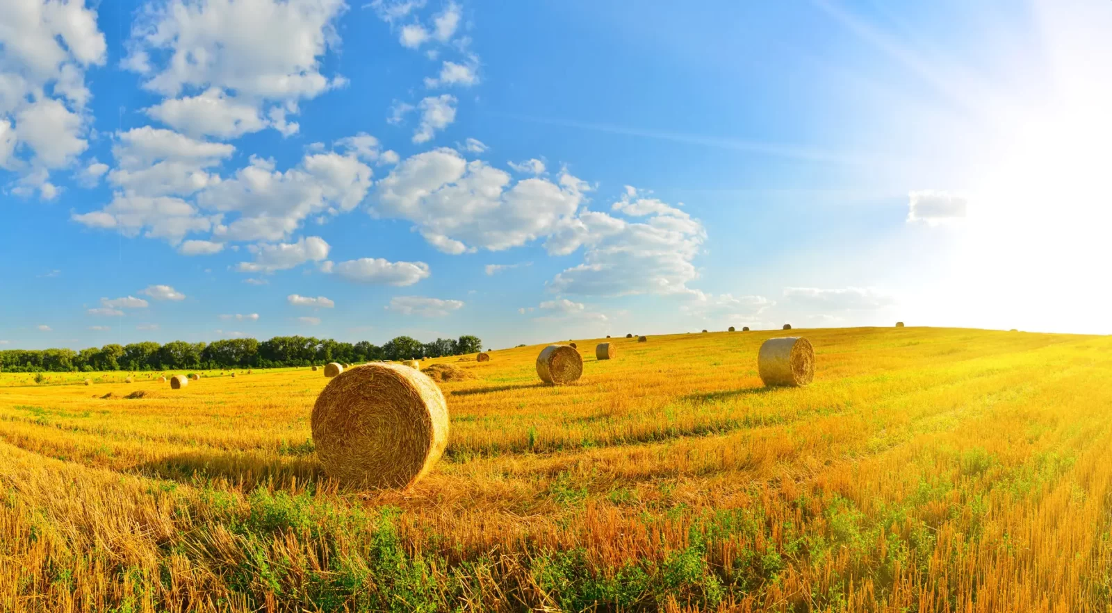 Hay bales