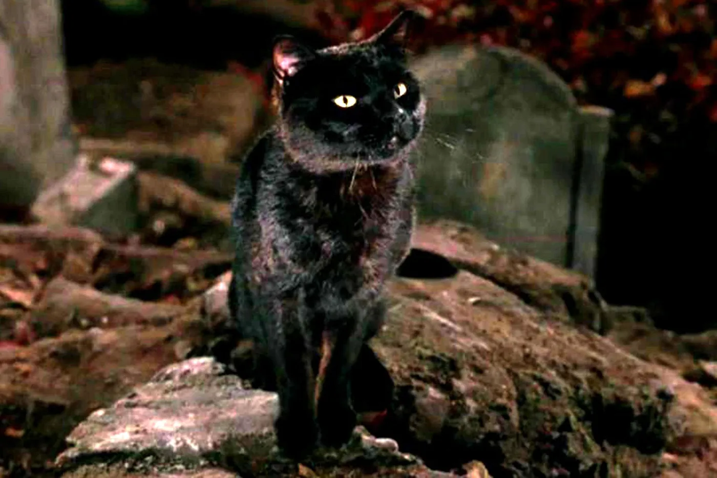 Binx the black cat from Hocus Pocus