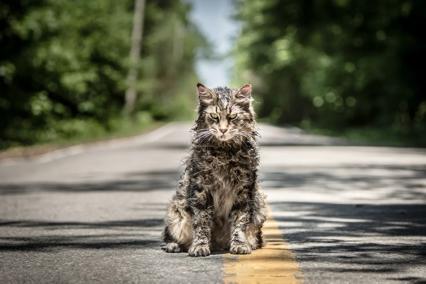 Church the cat from Pet Sematary