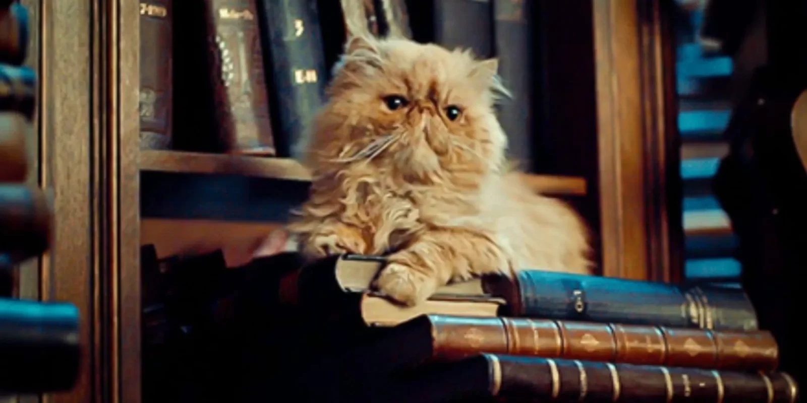 Can You Match Fictional 20 Cats to Their Movies? Quiz Crookshanks from Harry Potter