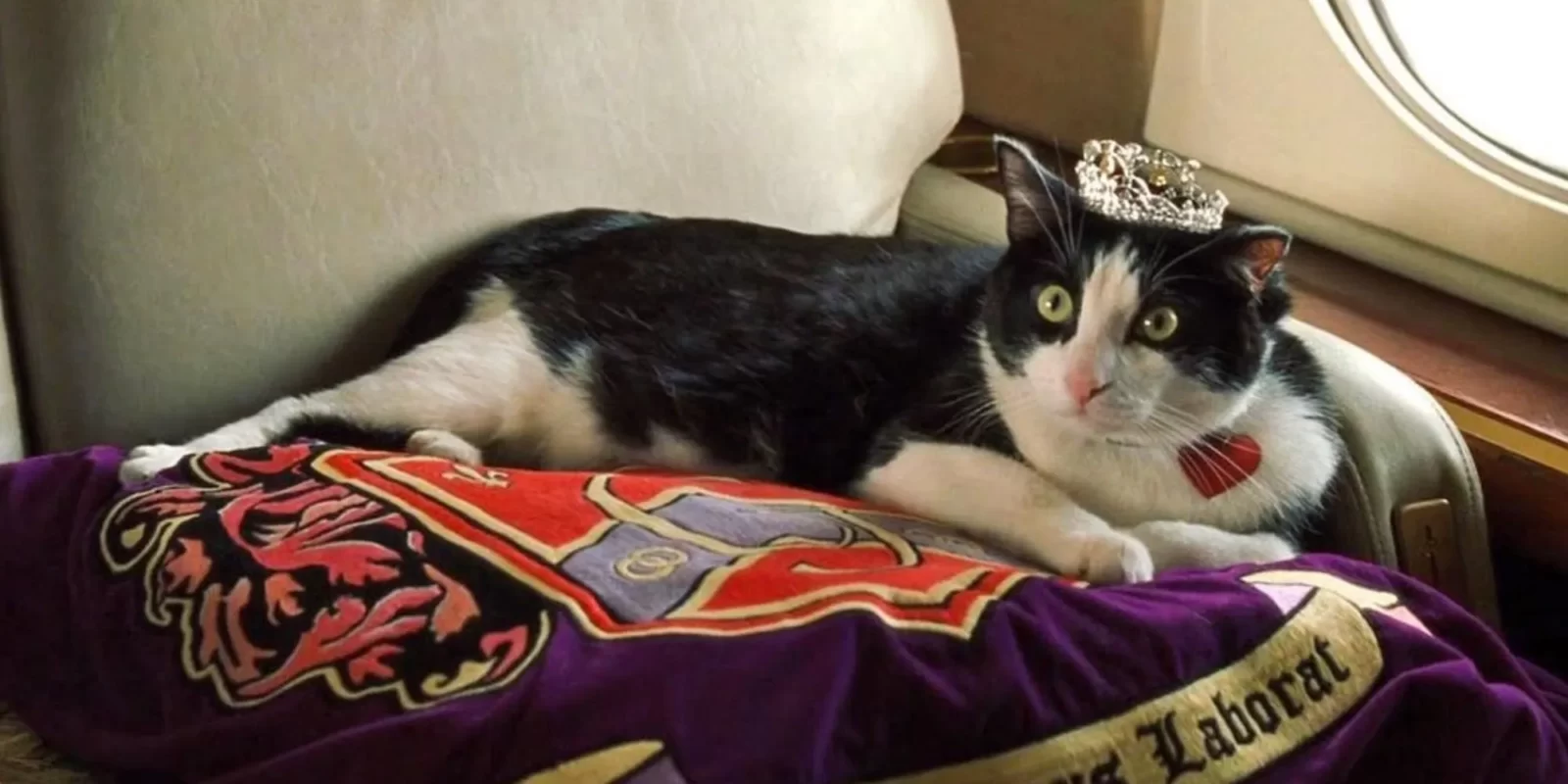 Can You Match Fictional 20 Cats to Their Movies? Quiz Fat Louie the royal cat from Princess Diaries